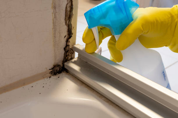 Best Mold Remediation for Specific Building Types in Mondovi, WI