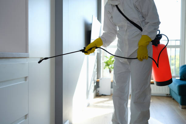 Best Basement Mold Remediation in Mondovi, WI