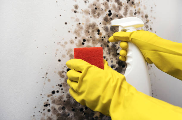 Best Mold Testing and Inspection Services in Mondovi, WI