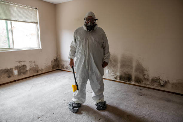 Best DIY Mold Remediation Support Services in Mondovi, WI